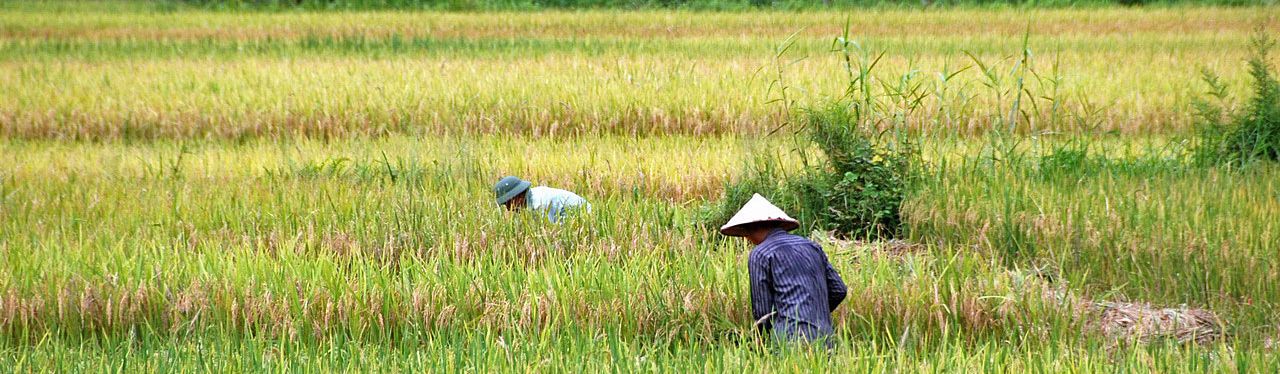 Vietnam - Reisbauer in Tam Coc | Asien